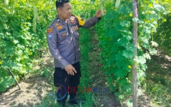 Polsek Bukit Kapur Kawal Ketahanan Pangan — Kebun Pare Milik Komarudin Tumbuh Subur Polsek Bukit Kapur Kawal Ketahanan Pangan — Kebun Pare Milik Komarudin Tumbuh Subur