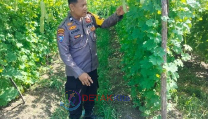 Polsek Bukit Kapur Kawal Ketahanan Pangan — Kebun Pare Milik Komarudin Tumbuh Subur
