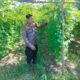 Polsek Bukit Kapur Kawal Ketahanan Pangan — Kebun Pare Milik Komarudin Tumbuh Subur