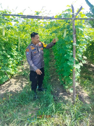 Polsek Bukit Kapur Kawal Ketahanan Pangan — Kebun Pare Milik Komarudin Tumbuh Subur