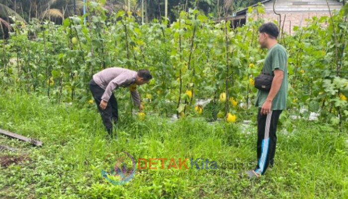 Polsek Dumai Barat Kawal Kebun Melon Warga — Ketahanan Pangan Bukit Datuk Makin Menguat