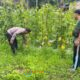 Polsek Dumai Barat Kawal Kebun Melon Warga — Ketahanan Pangan Bukit Datuk Makin Menguat