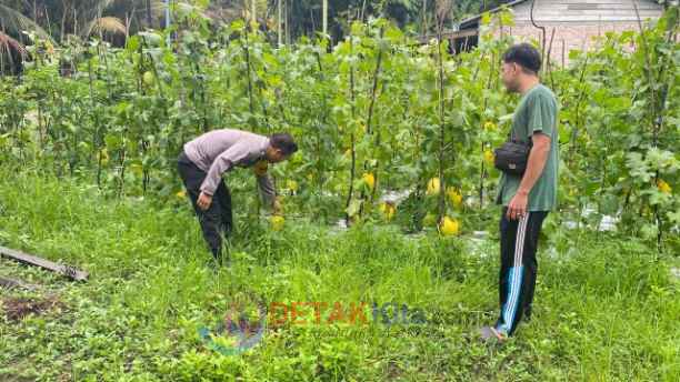 Polsek Dumai Barat Kawal Kebun Melon Warga — Ketahanan Pangan Bukit Datuk Makin Menguat