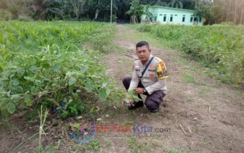 Polisi Turun ke Kebun! Bhabinkamtibmas Dampingi Petani Terong Teluk Makmur — Ketahanan Pangan Kian Kokoh