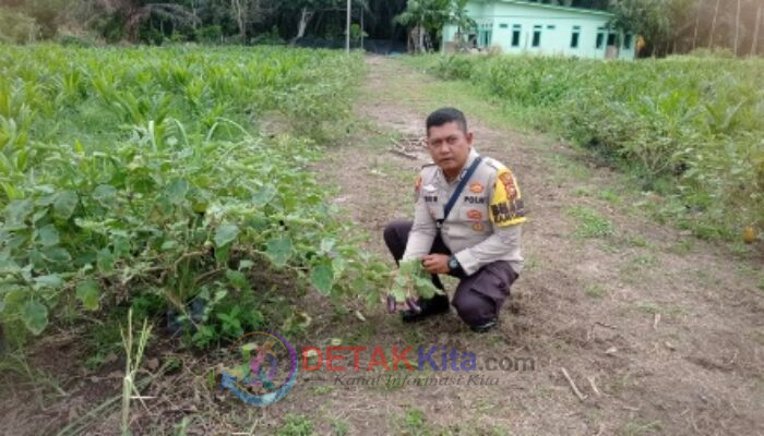 Polisi Turun ke Kebun! Bhabinkamtibmas Dampingi Petani Terong Teluk Makmur — Ketahanan Pangan Kian Kokoh