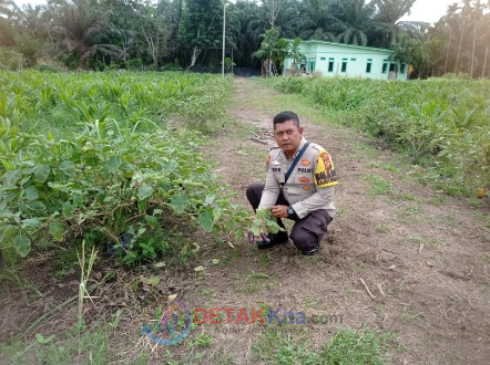 Polisi Turun ke Kebun! Bhabinkamtibmas Dampingi Petani Terong Teluk Makmur — Ketahanan Pangan Kian Kokoh
