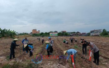 Polsek Dumai Kota Tanam Jagung 1 Hektar — Bukti Nyata Dukung Ketahanan Pangan Nasional Polsek Dumai Kota Tanam Jagung 1 Hektar — Bukti Nyata Dukung Ketahanan Pangan Nasional