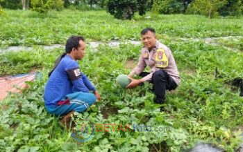 Polri Turun ke Kebun! Bhabinkamtibmas Bukit Timah Pantau Semangka Warga — Ketahanan Pangan Jadi Fokus Utama Polri Turun ke Kebun! Bhabinkamtibmas Bukit Timah Pantau Semangka Warga — Ketahanan Pangan Jadi Fokus Utama