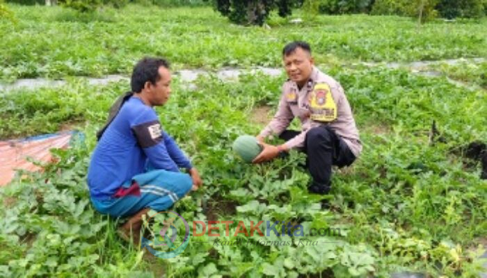 Polri Turun ke Kebun! Bhabinkamtibmas Bukit Timah Pantau Semangka Warga — Ketahanan Pangan Jadi Fokus Utama