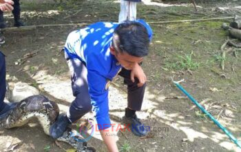 Ular Masuk Kandang Kambing Warga di Seberang Taluk — Tim Damkar Kuansing Bergerak Cepat Lakukan Evakuasi