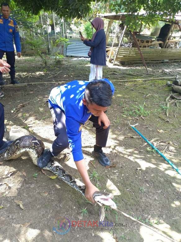 Ular Masuk Kandang Kambing Warga di Seberang Taluk — Tim Damkar Kuansing Bergerak Cepat Lakukan Evakuasi