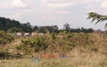 PETI Beroperasi di Pinggir Jalan Raya Muaro Sentajo—Kapolres Kuansing: “Siap Kami Tindaklanjuti”