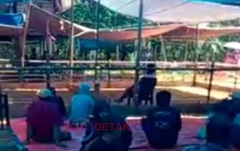 Perintah Kapolres Diabaikan — Judi Sabung Ayam Diduga Tetap Marak di Sesean