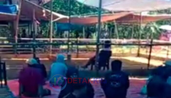 Perintah Kapolres Diabaikan — Judi Sabung Ayam Diduga Tetap Marak di Sesean