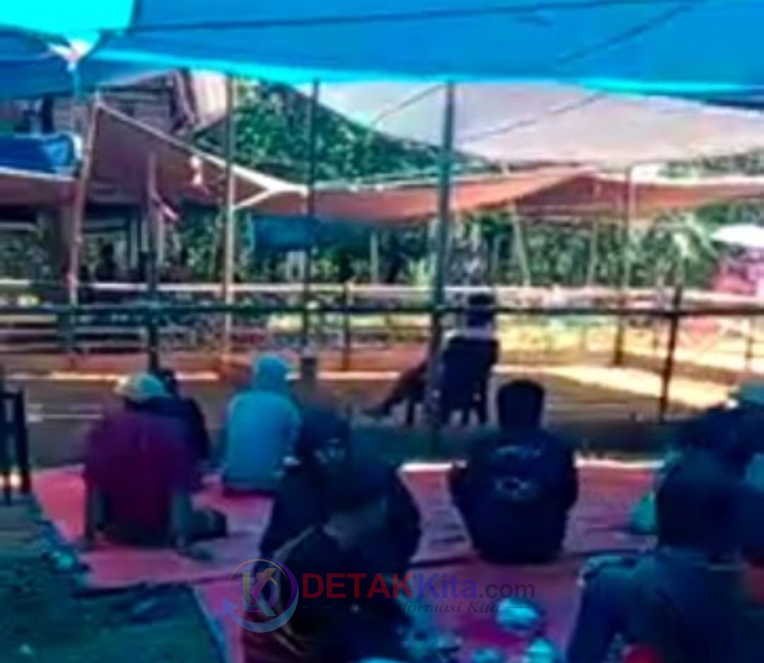 Perintah Kapolres Diabaikan — Judi Sabung Ayam Diduga Tetap Marak di Sesean